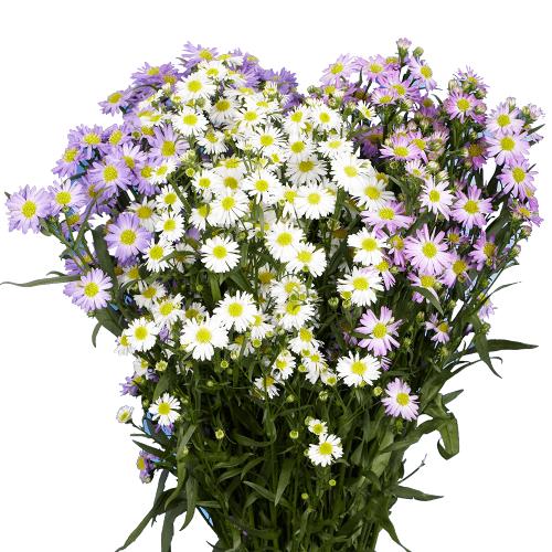 100 Stems of Assorted Color Asters