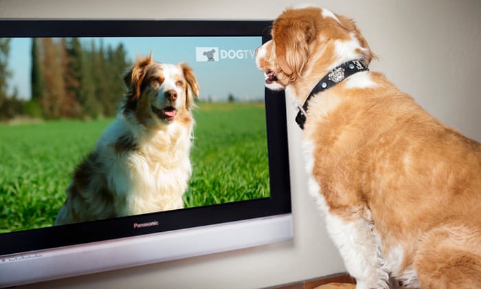 Dogtv Discount Code 2024