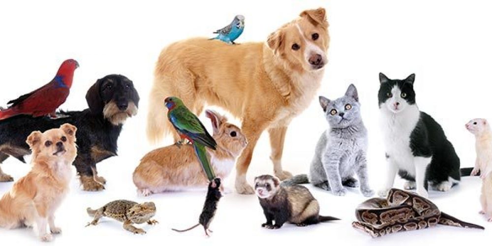 Jumbo Pets Australia Discount Code 2024